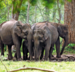 Wayanad Wildlife Sanctuary - SPR Holidays