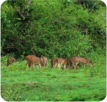 Wayanad Wildlife Sanctuary - SPR Holidays